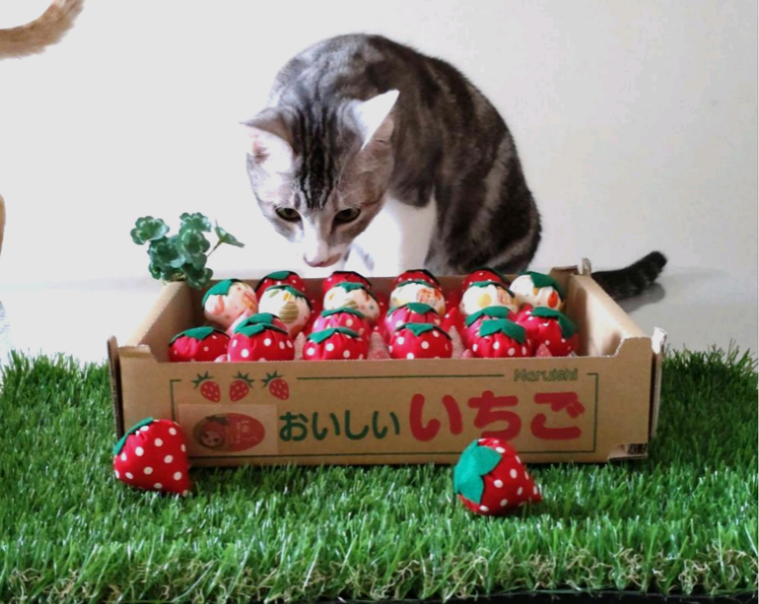 猫ほっぺ♡採れたていちご 5粒(*˘︶˘*).｡.:*猫ちゃんも喜ぶ鈴入