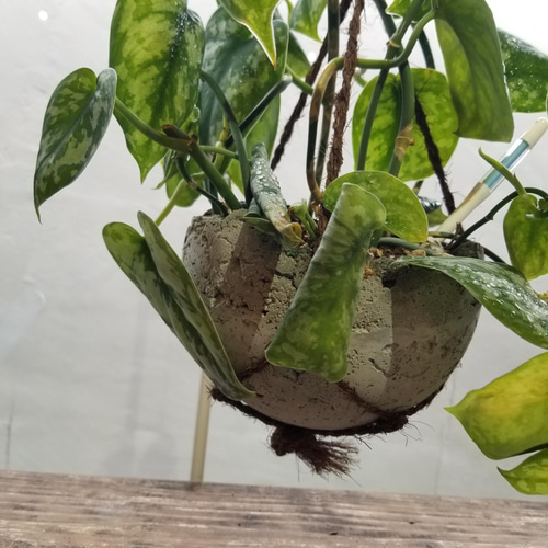 楽天市場】スキンダプサス（サイズ（植木鉢）4 ～ 6号）の通販
