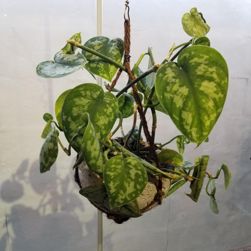 楽天市場】スキンダプサス（サイズ（植木鉢）4 ～ 6号）の通販