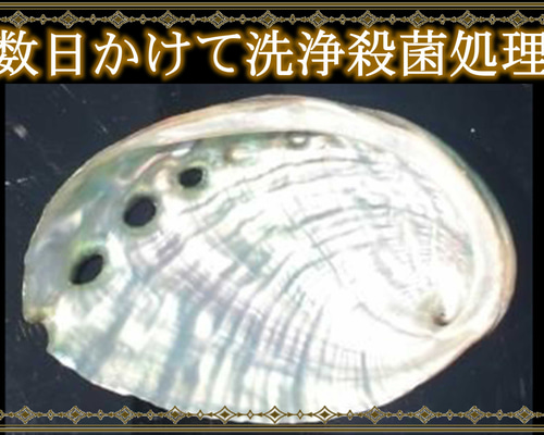伊勢志摩の海で産まれました☆再販×500超☆洗浄除菌済☆アバロンシェル