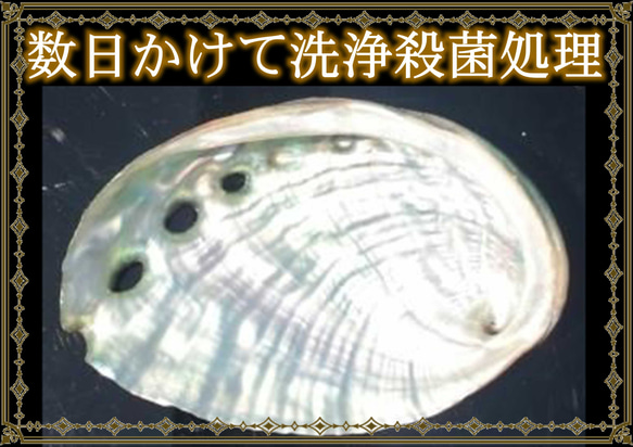 伊勢志摩の海で産まれました☆再販×500超☆洗浄除菌済☆アバロンシェル