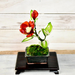 【創作盆栽】赤椿 深緑角鉢 4枚目の画像