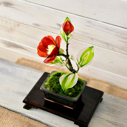 【創作盆栽】赤椿 深緑角鉢 3枚目の画像