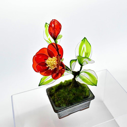 【創作盆栽】赤椿 深緑角鉢 1枚目の画像