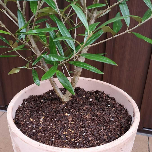 大きな大きなオリーブの木♪ひなかぜ 鉢植え 観葉植物 シンボル 大きな大きなオリーブの木♪ひなかぜ 鉢植え 観葉植物 シンボル
