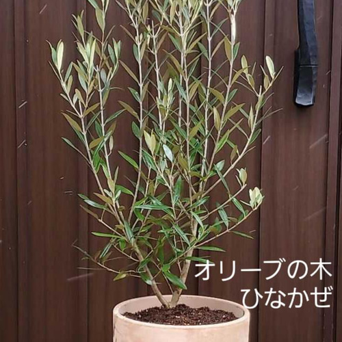 ボリューム株　オリーブ　ひなかぜ　テラコッタ鉢植え　苗　苗木　シンボルツリー ボリューム株 オリーブ ひなかぜ テラコッタ鉢植え 苗 苗木 シンボル