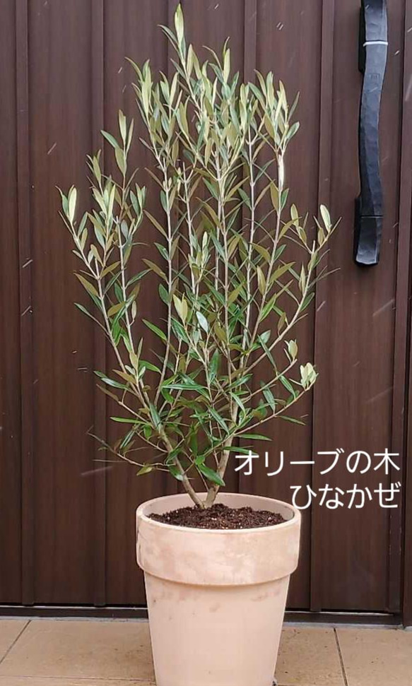 大きな大きなオリーブの木♪ひなかぜ 鉢植え 観葉植物 シンボルツリー