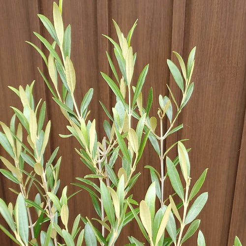 大きな大きなオリーブの木♪ひなかぜ 鉢植え 観葉植物 シンボル 大きな大きなオリーブの木♪ひなかぜ 鉢植え 観葉植物 シンボル