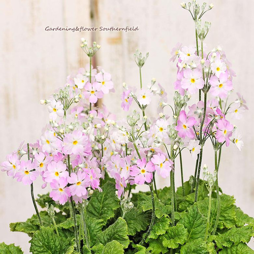 花草 サクラソウ プリムラマラコイデス スノーピンク 3号(9cm)ポット  