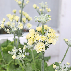 花苗 常緑樹 メラレウカ・ティーツリー トピアリー仕立て 4号ポット