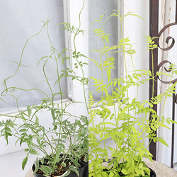 花苗 イングリッシュラベンダー セリーヌ 3.5号 多年草 ハーブ