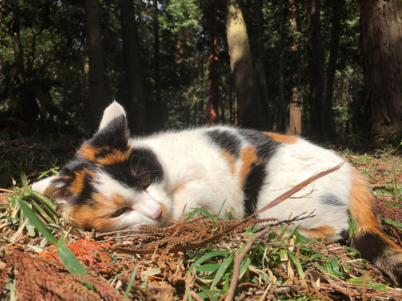 「猫の形がかわいい！」気まま猫のケーキ皿　チャトラモデル 3枚目の画像