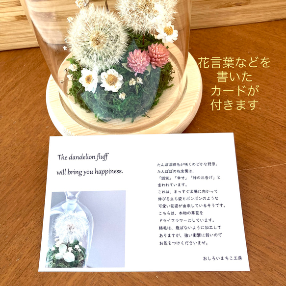 たんぽぽわたげ野原のガラスドーム　春　たんぽぽ綿毛のドライフラワー　植物標本　プレゼント　祝い　母の日 5枚目の画像