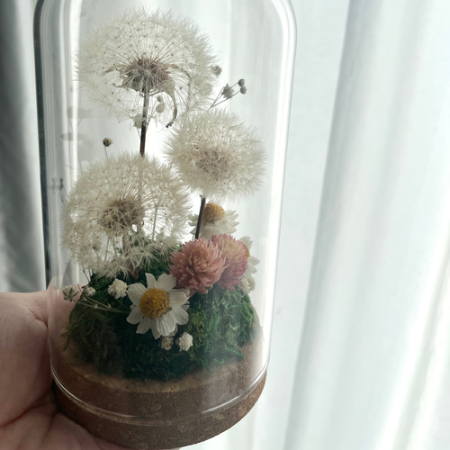 たんぽぽの野原のガラスドーム 植物標本 プレゼント 綿毛