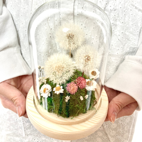 たんぽぽわたげ野原のガラスドーム　春　たんぽぽ綿毛のドライフラワー　植物標本　プレゼント　祝い　母の日 9枚目の画像