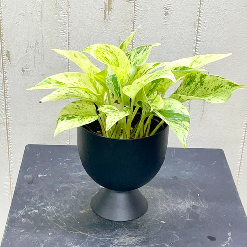 美株 希少 株立ち ポトス マーブルクイーン 3号苗 その他インテリア