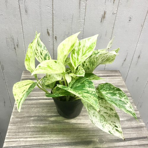 美株 希少 株立ち ポトス マーブルクイーン 3号苗 その他インテリア