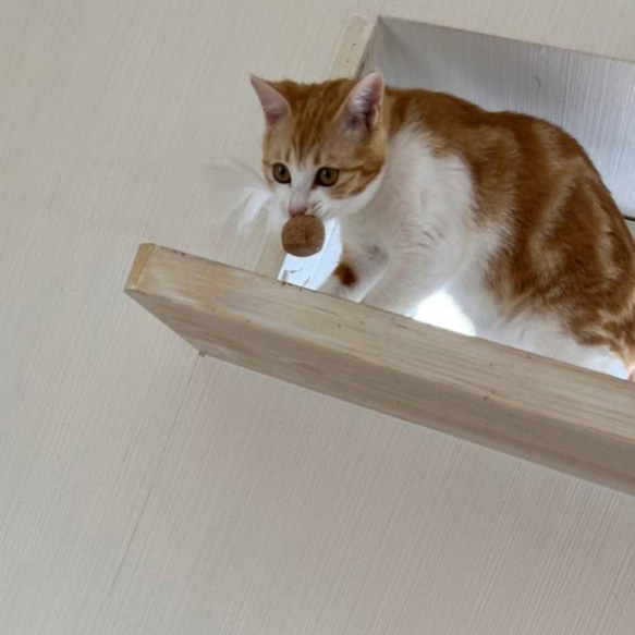 受注生産❣「ハナとネコ」考案(◠‿・)—☆猫夢中!!ワインのコルクで作った猫のおもちゃ　12個入　猫のおもちゃ 10枚目の画像