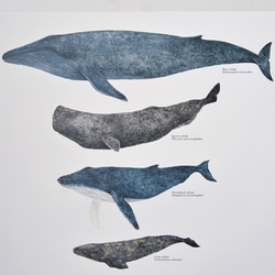 アートポスター｜クジラ｜Whales 4枚目の画像