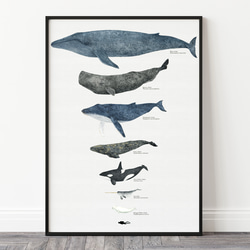 アートポスター｜クジラ｜Whales 8枚目の画像