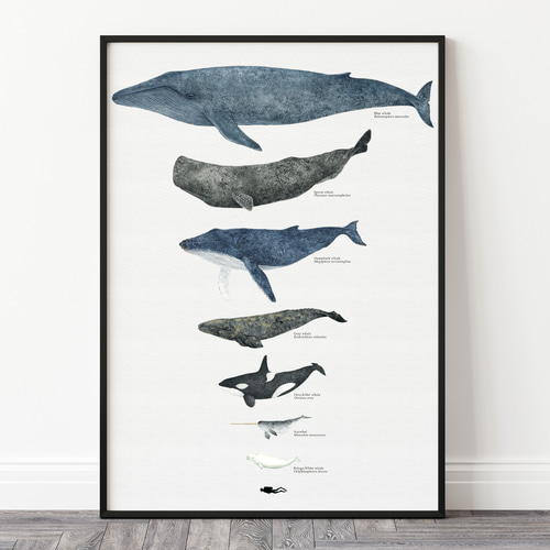 アートポスター｜クジラ｜Whales イラスト atelier takeyabu
