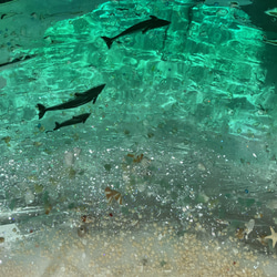 新色 エメラルドグリーンの海 夜光虫ホワイトビーチ イルカの親子