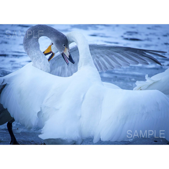 白鳥、野生の躍動感。北海道野鳥写真 1枚目の画像