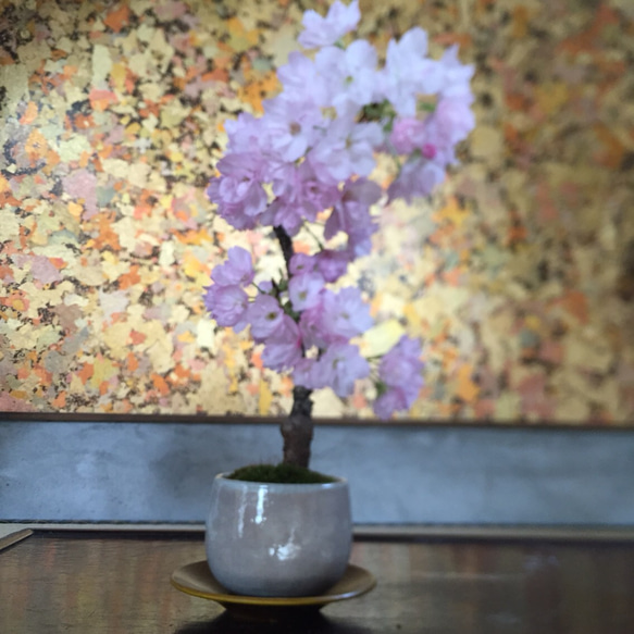 旭山桜 の手のひら盆栽　作家鉢 5枚目の画像