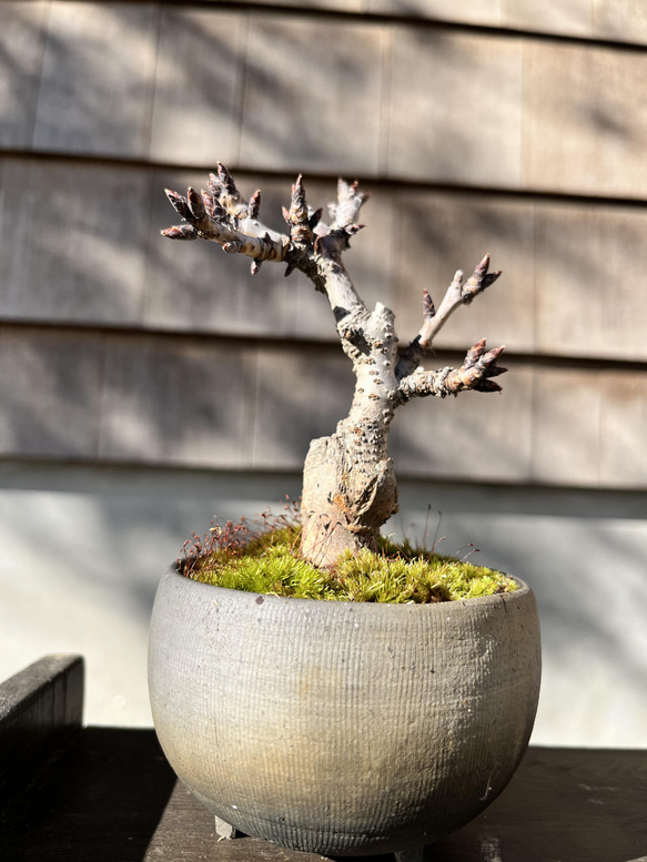 旭山桜 の手のひら盆栽　作家鉢 3枚目の画像