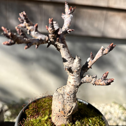 旭山桜 の手のひら盆栽　作家鉢 4枚目の画像