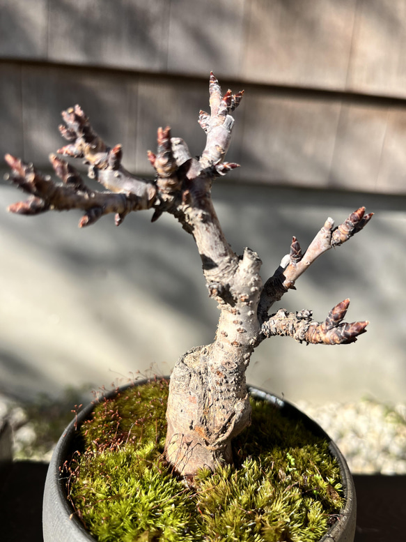 旭山桜 の手のひら盆栽　作家鉢 4枚目の画像