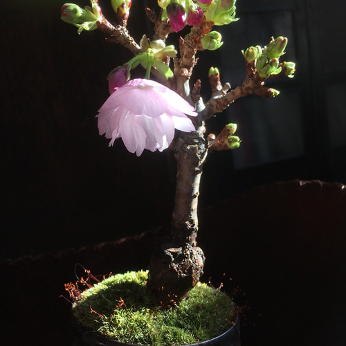 旭山桜 の手のひら盆栽 白陶磁器 盆栽 moss green ikkei 通販 13407337