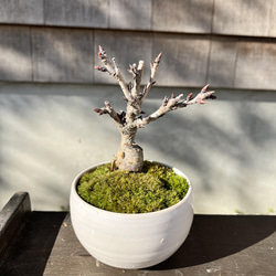 旭山桜 の手のひら盆栽 白陶磁器 盆栽 moss green ikkei 通販 13407337
