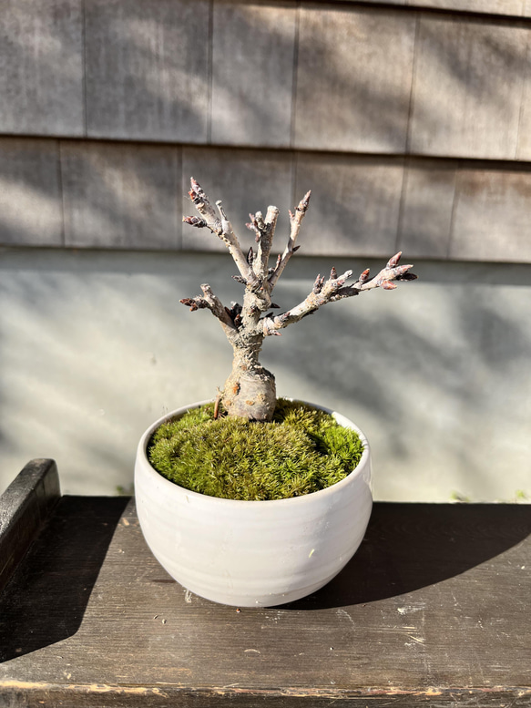 旭山桜 の手のひら盆栽 白陶磁器 盆栽 moss green ikkei 通販 13407337