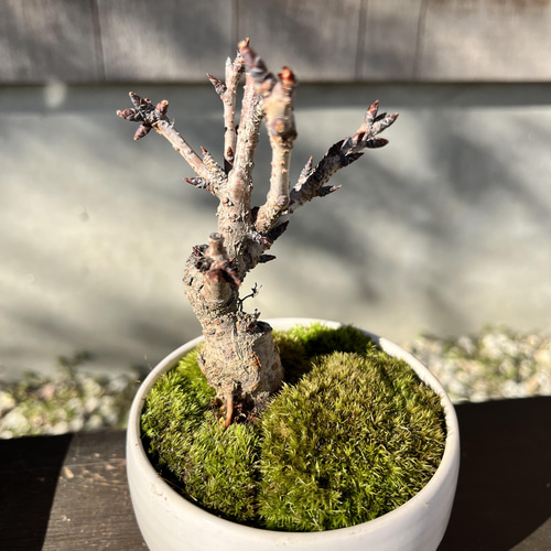 旭山桜 の手のひら盆栽 白陶磁器 盆栽 moss green ikkei 通販 13407337
