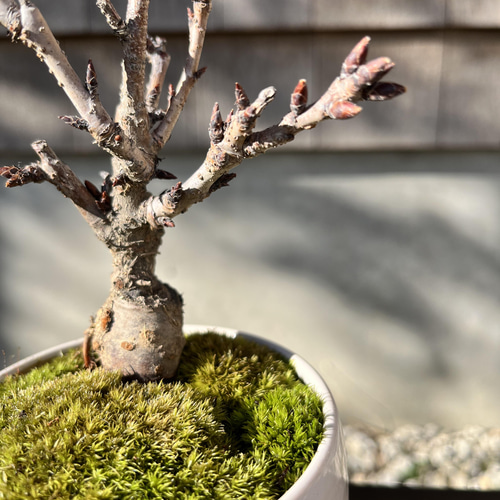 旭山桜 の手のひら盆栽 白陶磁器 盆栽 moss green ikkei 通販 13407337