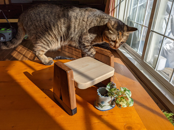 餌台　餌入れ　ペットテーブル　食卓　テーブル　猫　小型犬 10枚目の画像