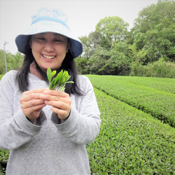 【送料無料】浅炒りほうじ茶　緑茶の風味を残したこだわりほうじ茶【手炒りほうじ茶　琥珀】たっぷり茶葉（Mサイズ）１８５ｇ 7枚目の画像