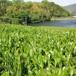 【送料無料】浅炒りほうじ茶　緑茶の風味を残したこだわりほうじ茶【手炒りほうじ茶　琥珀】たっぷり茶葉（Mサイズ）１８５ｇ 8枚目の画像