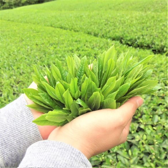 【送料無料】特上かぶせ茶　うまみと甘みのまろやかなかぶせ茶【特上かぶせ茶　葉月】たっぷり（Mサイズ）105g 6枚目の画像