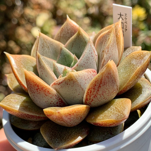 ☆大和錦 多肉植物 国産 自家栽培 多肉植物 美✴︎taniku 通販