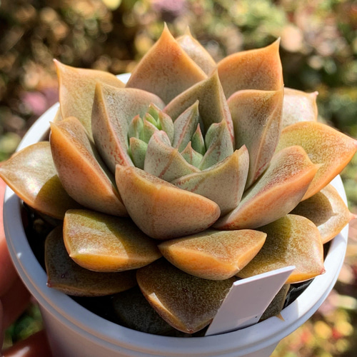 ☆大和錦 多肉植物 国産 自家栽培 多肉植物 美✴︎taniku 通販