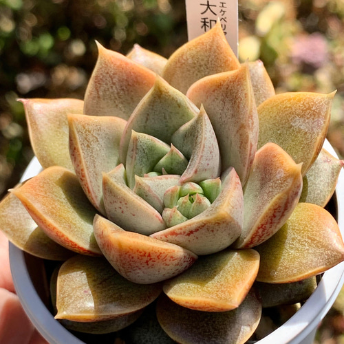 ☆大和錦 多肉植物 国産 自家栽培 多肉植物 美✴︎taniku 通販