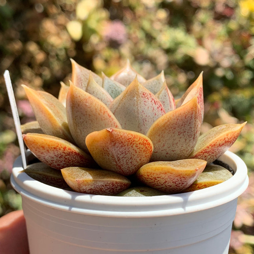 ☆大和錦 多肉植物 国産 自家栽培 多肉植物 美✴︎taniku 通販