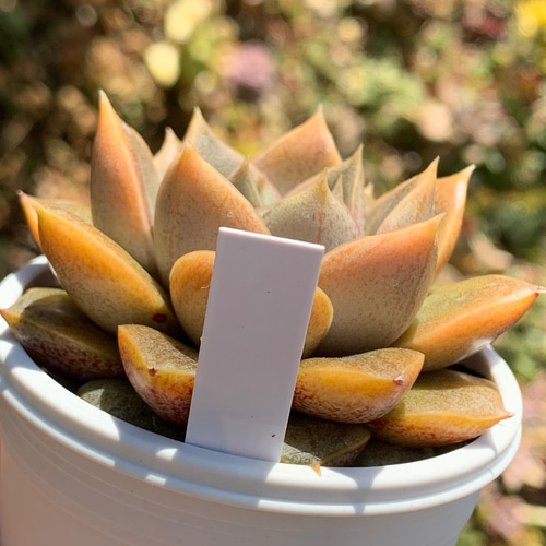 ☆大和錦 多肉植物 国産 自家栽培 多肉植物 美✴︎taniku 通販