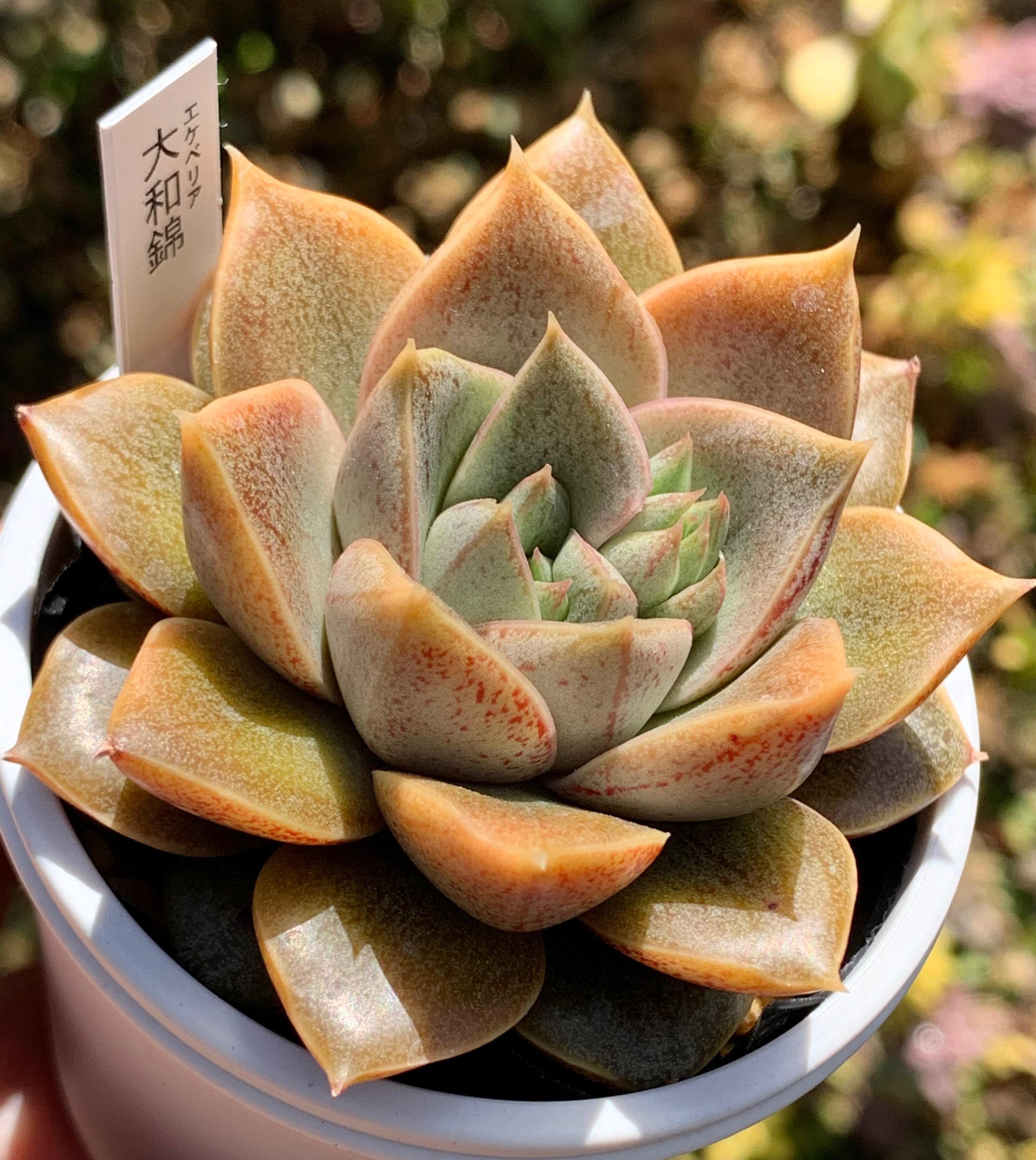 ☆大和錦 多肉植物 国産 自家栽培 多肉植物 美✴︎taniku 通販