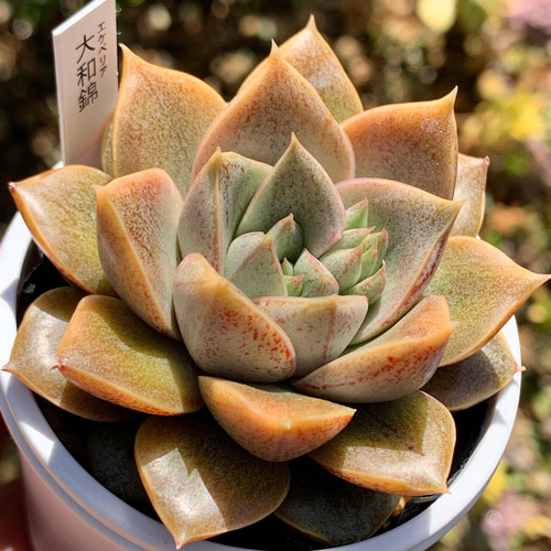 ☆大和錦 多肉植物 国産 自家栽培 多肉植物 美✴︎taniku 通販