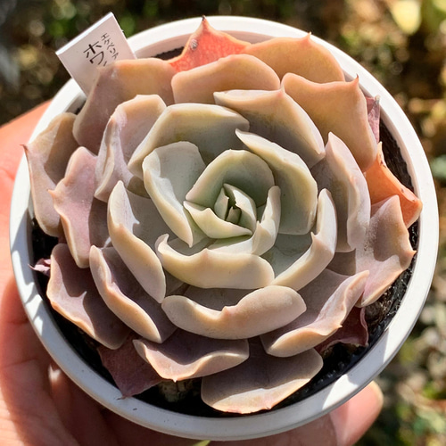 ☆ホワイトゴースト 多肉植物 自家栽培 国産 多肉植物 美✴︎taniku