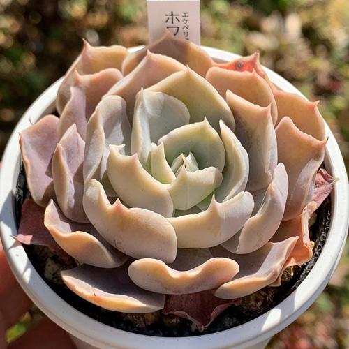 ☆ホワイトゴースト 多肉植物 自家栽培 国産 多肉植物 美✴︎taniku