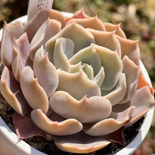 ☆ホワイトゴースト 多肉植物 自家栽培 国産 多肉植物 美